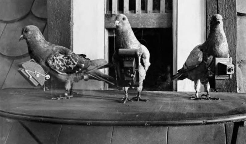 Las palomas fotográficas, los drones de la I Guerra Mundial